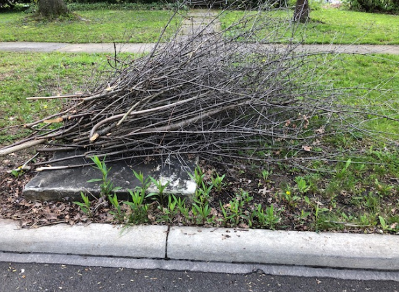 Brush pile